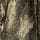 Khaki Camo