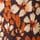 Orange/Brown
