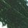 Juniper Green