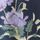 Kew Collection Navy Floral