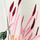 Kew Collection Ecru/Pink Print