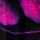 Dark Kiss
