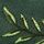 Green Leaves