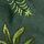 Green Leaves