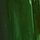 Fern Green
