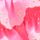 Bright Pink/Orange