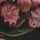 Kew Collection Navy/Rose Fleuri 