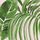 Verdant