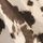 Cow Print