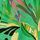 Green Tropical Print