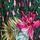Green Animal Tropical Belted