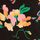 Black Floral