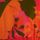 Red/Orange Floral with Mono Zebra Print