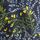 Pressed Fern Maritime
