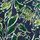Inked Foliage Maritime