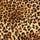 Leopard Love Velvet