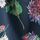 Navy/Red Floral Print