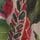 Green/Pink Fruit Print