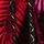 Pink and Black Tropical Print