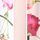 Pink/White