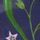 Nightshade