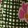Pink/Green Bow Print