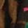Green/Pink Animal Print