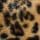 Animal Print