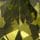 Olive Green Gold Tone