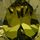 Olive Green Gold Tone