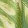 Green Palm Print