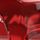 Transparent Red