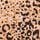 Animal Print