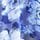 Blue/White Floral