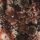 Brown Floral