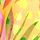 Pink/Yellow Print