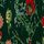 Green Floral