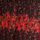 Black and Red Ditsy