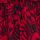 Red Feather Print