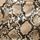 Snake Print