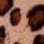 Leopard Brown