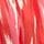Red/White