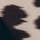 Impression de vache