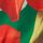 Red/Green Tropical