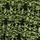 Green Lime