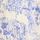 Blue/White Toile de Jouy