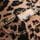 Animal Print