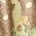 Cream/Green