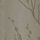 Grey Dove