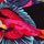 Tie Side Multi Bird Tropical Print